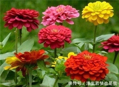 牵牛花|有院子可养“4种”皮实耐热的花，自播能力强，开成一片浪漫花海