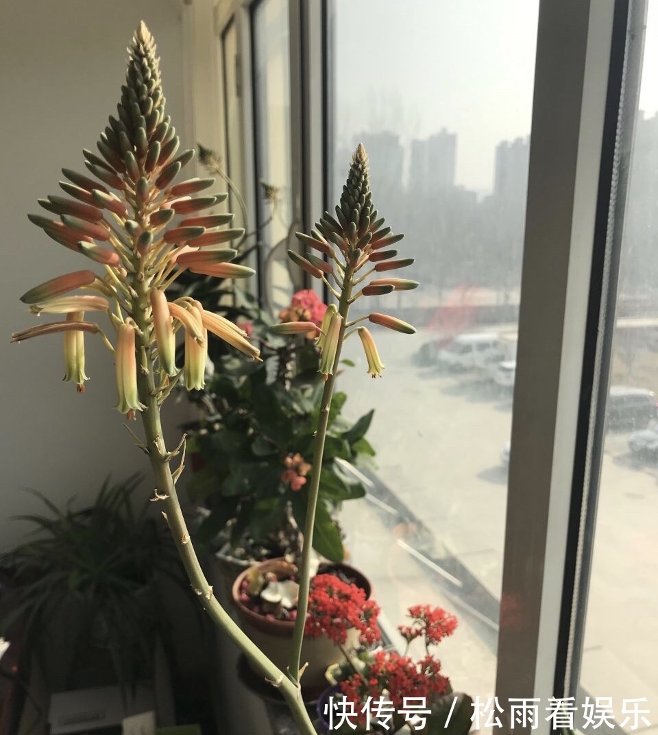 养了十多年的普通花草,竟然都能“开花”,看你家有吗