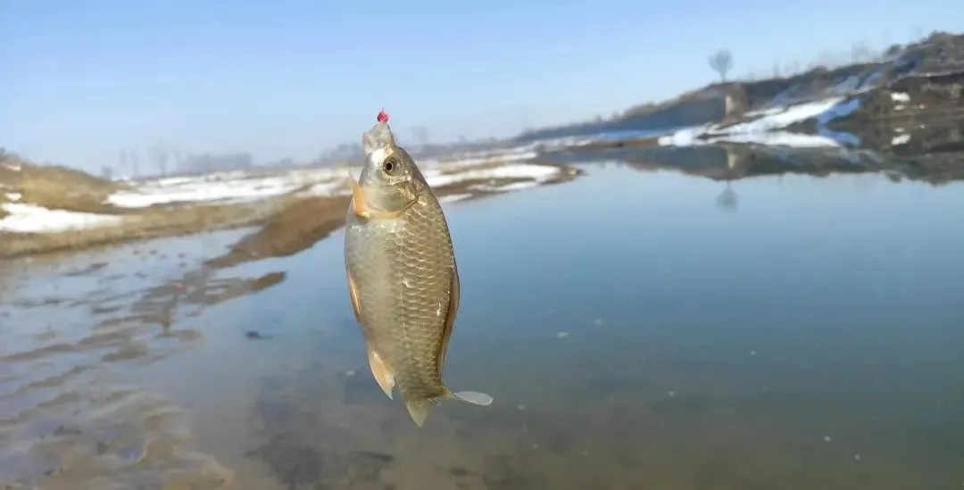 冬季野钓,傻坐一天无鱼咬钩?给你四条建议,其实大板鲫很好钓