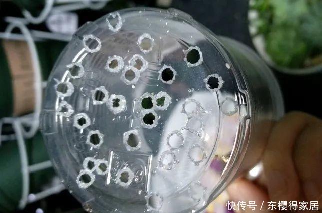 品种|6月份扦插,选好合适的植物品种,沾土、泡水都能活