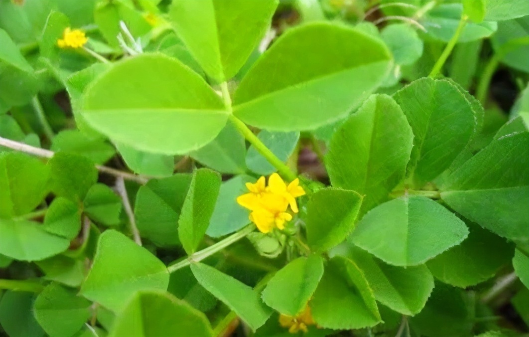 佛手柑|女性不想变黄脸婆,坚持吃3种食物,排毒养颜,肌肤更细腻光滑!