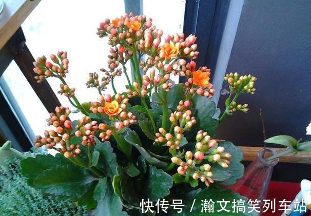 天热浇花要谨慎：别光用自来水，换上它们补水添营养、预防烂根