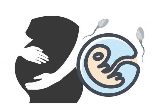 精子|排卵期怎么算？排卵前和后“同房”，哪个更易受孕？差别大吗？