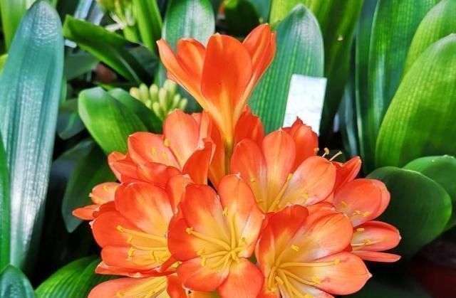 补肥|这种“大补肥”,君子兰最爱吃了,半个月用1次,新芽抽不停