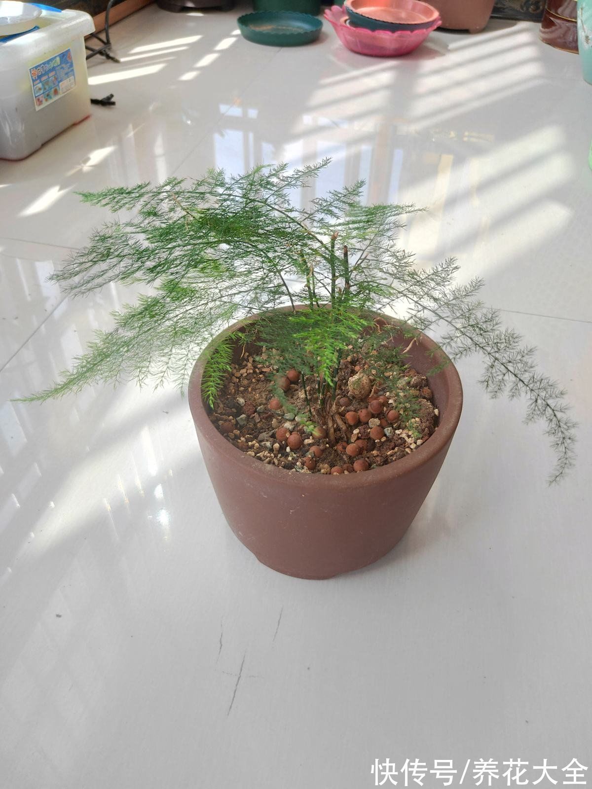 30种观叶植物,能观赏也净化空气,总有一种你养过