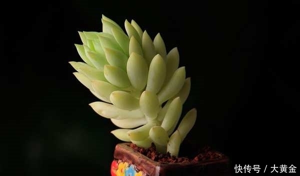 多肉植物|小心你的多肉植物''徒长''了