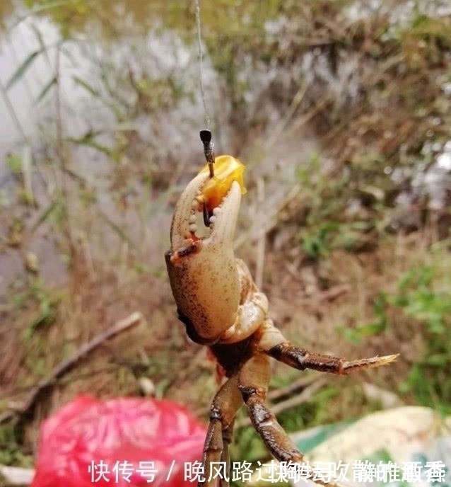 钓友|飞铅钓，一个让你夏季渔获翻倍的钓法，建议新手收藏
