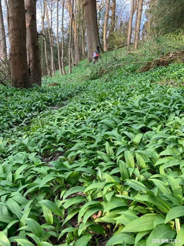 伦敦公园中文告示华人：采摘野生韭菜罚款1000英镑