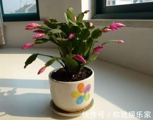秋季蟹爪兰怎样催花教你“4法”,给它“剪个发”,四季都开花