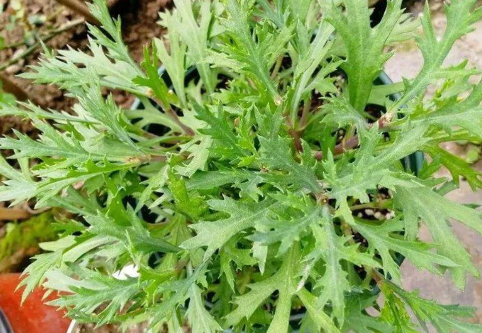 大学问|别小看养花,光修剪就是一门大学问!