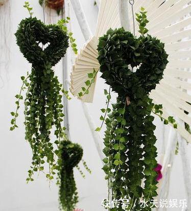 7种多肉，一养就爆盆，长长垂下来，变成“肉瀑布”，美煞人