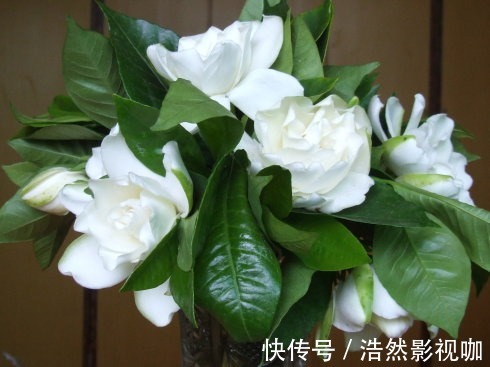 叶子|栀子花老爱长黄叶喷点“救命水”，叶子油绿窜花苞！