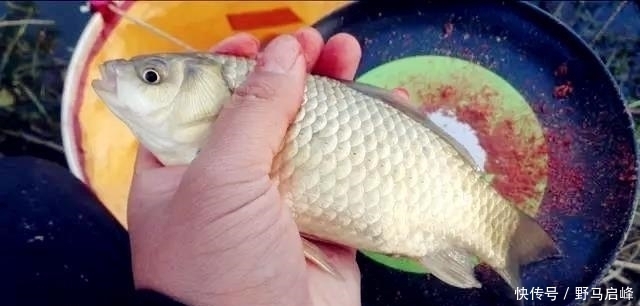 野钓最容易爆护的钓法,下钩几分钟就上鱼,没五年野钓经验玩不动