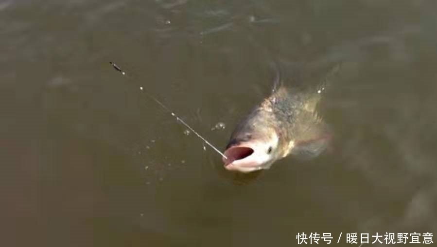 效果|谁料这鲢鳙鱼钓法,难度不大,效果却出奇的好!现在用刚刚好