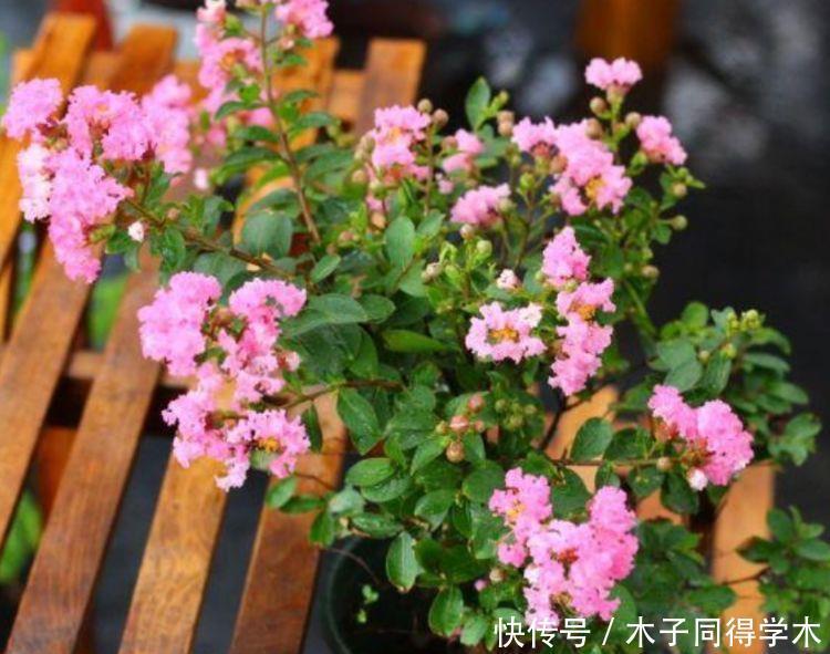 4种花花开媲美玫瑰,花朵姿态万千,颜值超高的