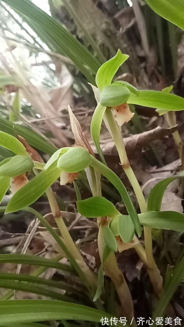 濒危|野外看到4种植物,千万不要挖,因为是濒危植物
