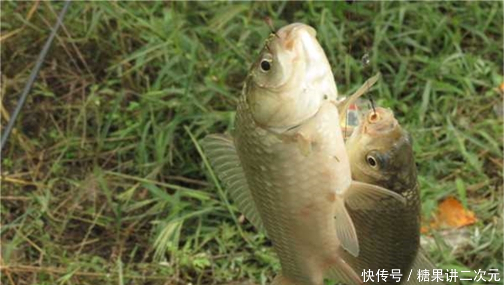 仲春钓鱼,天气首选阴雨雾,阴天外出钓鱼,这些干货让渔获翻一番