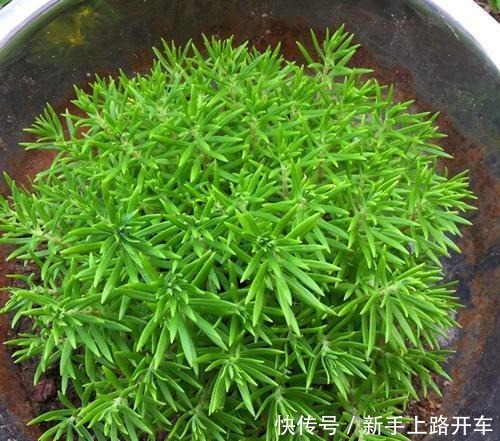 这2种野花遇到别放过,掐一根枝条就能活,开花俊俏可爱!