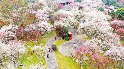 春来花开艳满城 一路繁花一路景