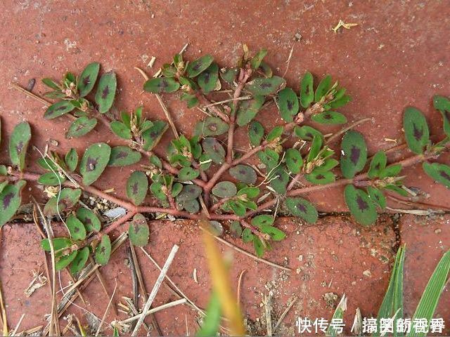 马齿笕|马齿笕的“孪生兄弟”,人称“血见愁”,止血不留疤,你见过吗