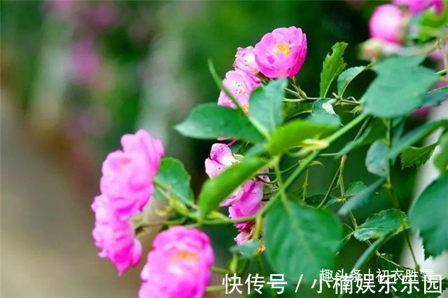 歌舞#晚唐两首蔷薇诗,一首是杜牧的,一首是李商隐的,谁写得更好?