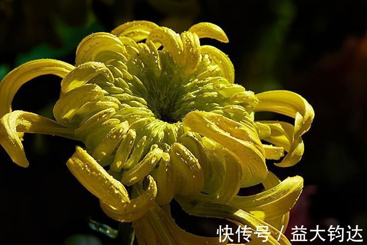 菊花茶|每天晚上坚持吃3种食物，营养丰富、增强体质，好处多多！