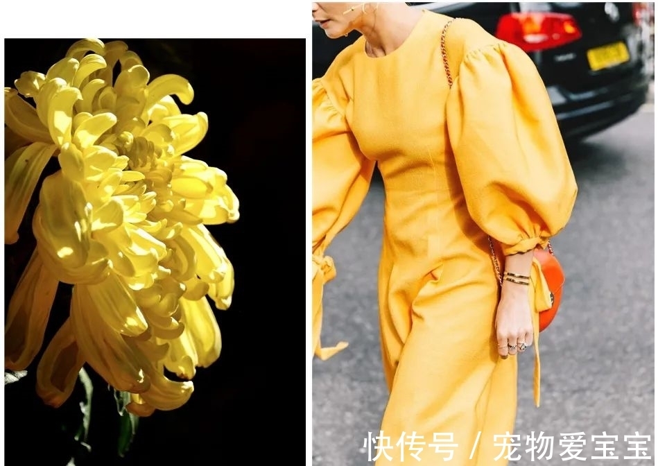 菊花酒|秋菊里的时尚，太高级了！