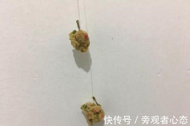 饵料|野钓鲤鱼螺鲤、九一八、蓝鲫的搭配方式,合理搭配效果更好!