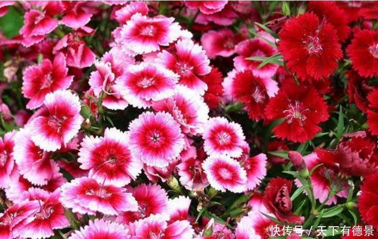 3种花是爆盆“能手”，开起花来“拦”不住，被称为开花机器