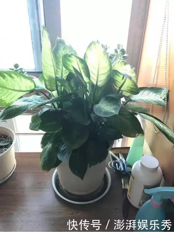 绿萝是个老“酒鬼”,平时一小勺,哗哗长刹不住车!