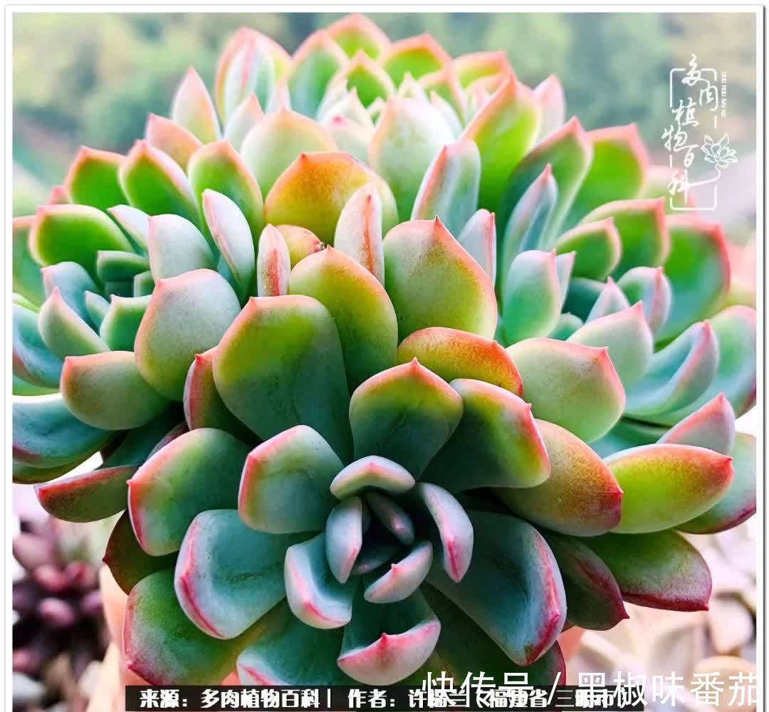 尖尖|养多肉两年,美丽与赏心悦目并存!