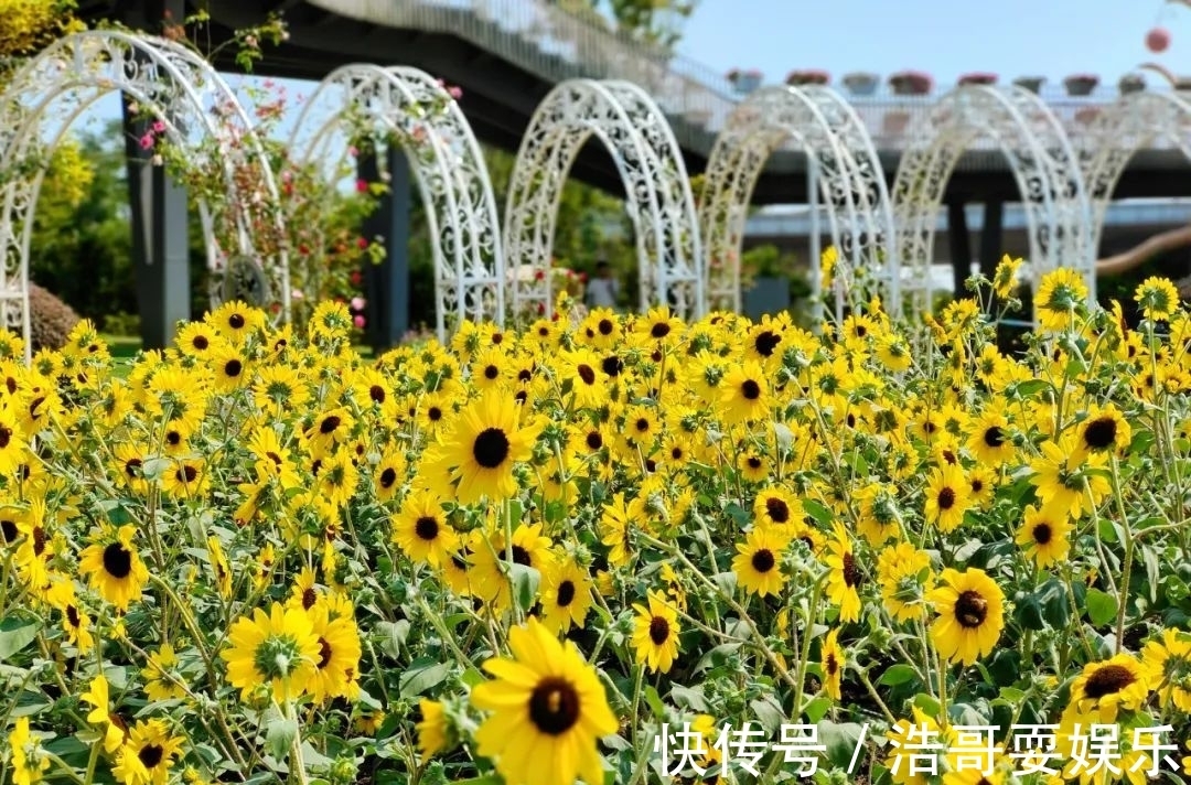 花海|今秋的向日葵花海迎来最佳观赏期，还有公园免费送花