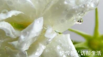 酸碱度|养护茉莉花爆满盆有诀窍,养花高手都这样做,轻松开花长达一年