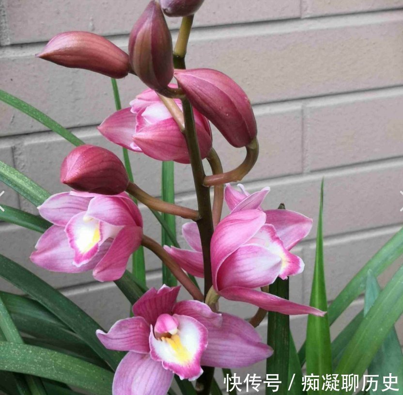 花友们|养兰花不如养这种花，花大如拳头，碾压其它年宵花