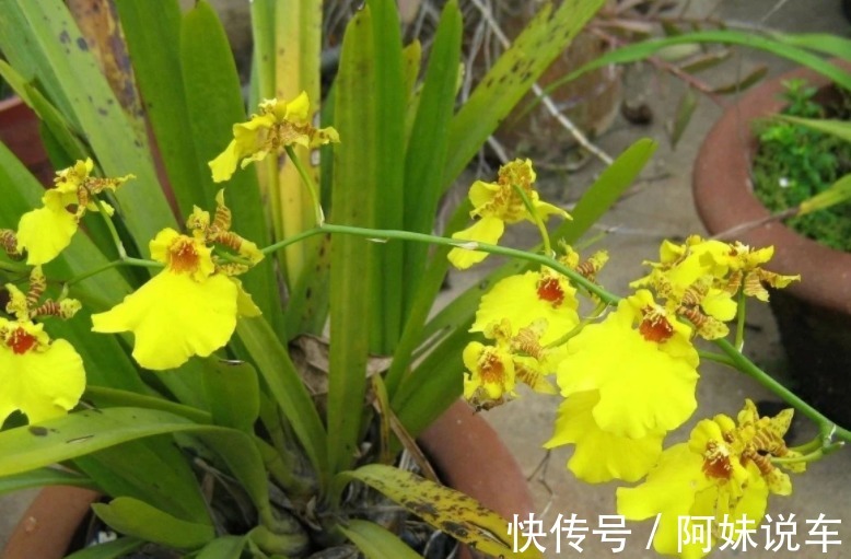 新手养兰花就养文心兰,寓意好、颜值高,盆栽要点仅有3个