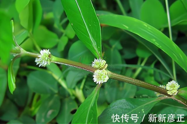 古人|古人没有化工染发,他们如何进行染发操作?纯天然无污染染发法