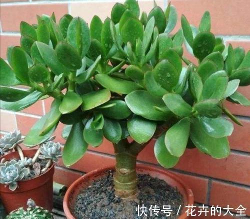 利于健康的“9种花”，株型雅致有格调，寓意“吉祥”有韵味