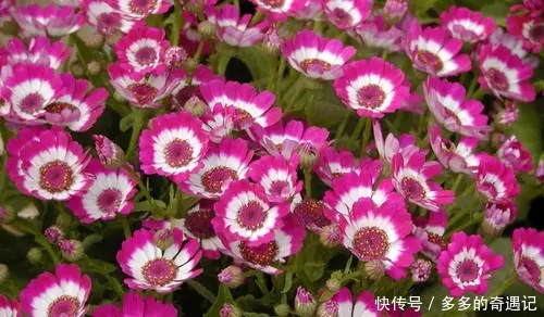 栀子花|老花农逛花市时，这五种花可不会购买，你看看你家有没有！