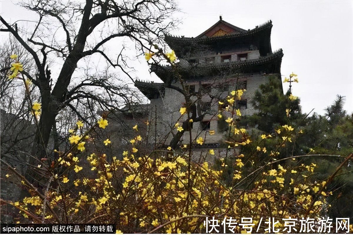 北京市|虎年的迎春花开了！3月京城即将迎来颜值巅峰~