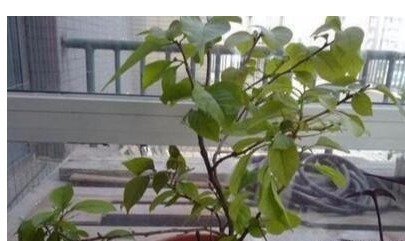 三角梅难开花老花农用“它”养,40天能见效,花芽分化非常快