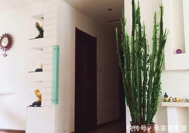 耐旱|3种耐旱的客厅花卉,30天不浇水,反而长爆盆,适合新手
