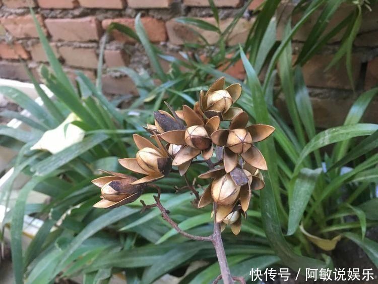 香椿树上结的果实叫啥名有人花钱去农村收集,有什么用吗