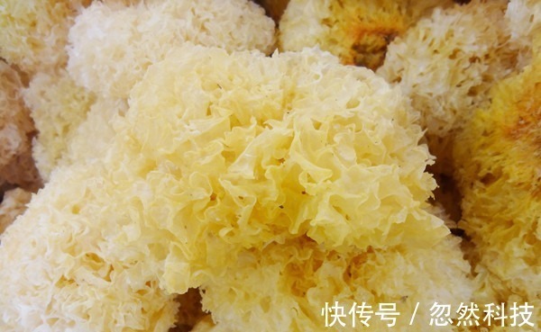 银耳羹|银耳能补充胶原蛋白爱美的女性注意了,吃多了或会让你越来越丑