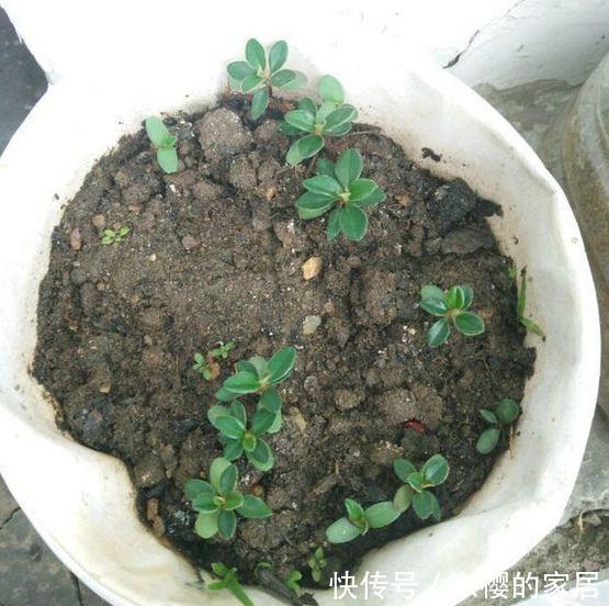邻居捡到野货树桩，种盆里价值不菲，羡慕啊!