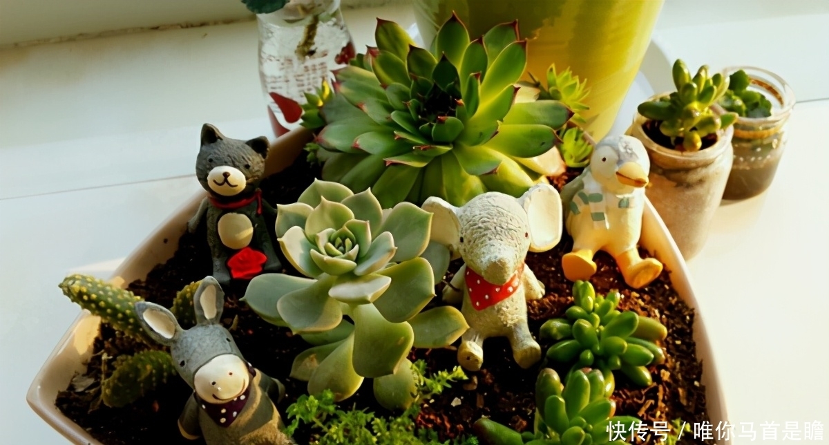 此3种情况是在提醒肉友该换盆土了,别忽略!