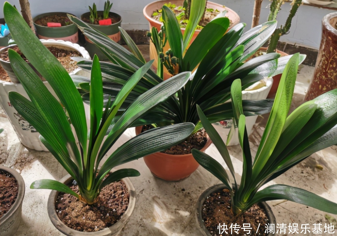 根尖|春季养君子兰，新手不经意会犯五个错，难怪越养越糟，始终养不好