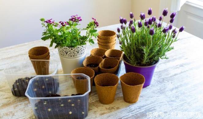 些人喜|养花人都有的5大通病,占到3条,你已经是一个资深花迷了