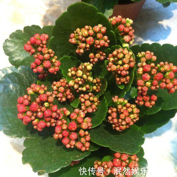 让长寿花、天竺葵花朵开爆盆记住1个“时间表”,跟着学就行了