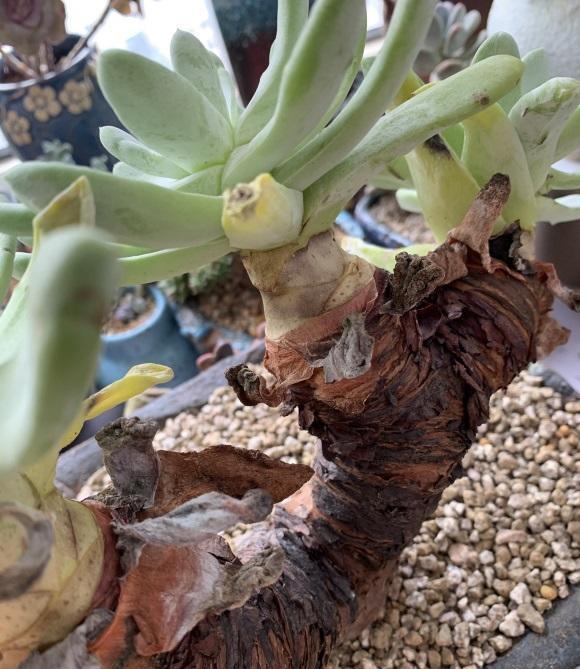 花盆|多肉仙女杯,最大的问题就是不发根,晾上20天,发根速度超快