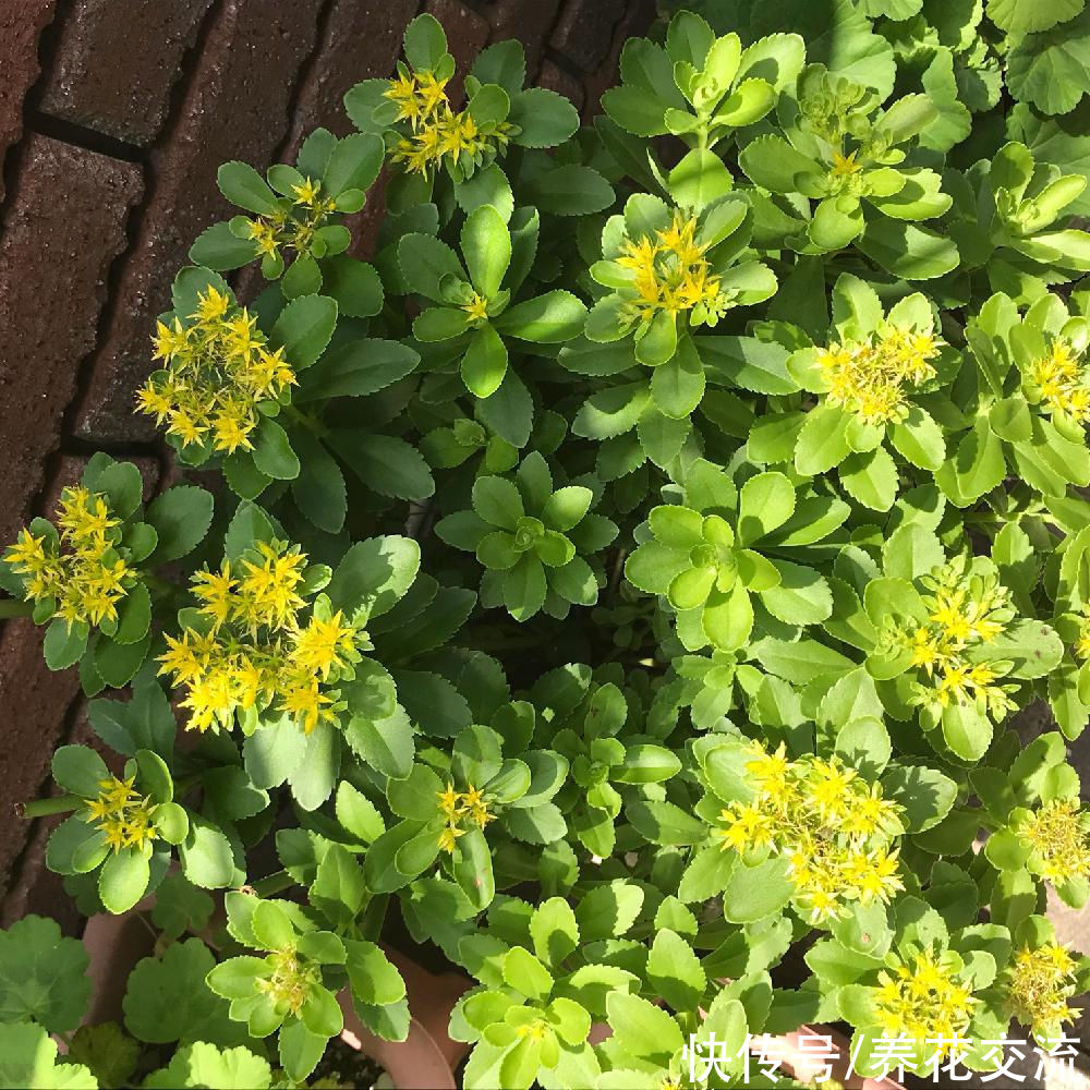 春夏季节开满金黄色花朵的三七景天，很好养的多肉，基本零难度